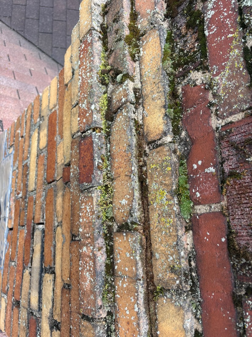 Moss and plants growing out of completely failed mortar joints